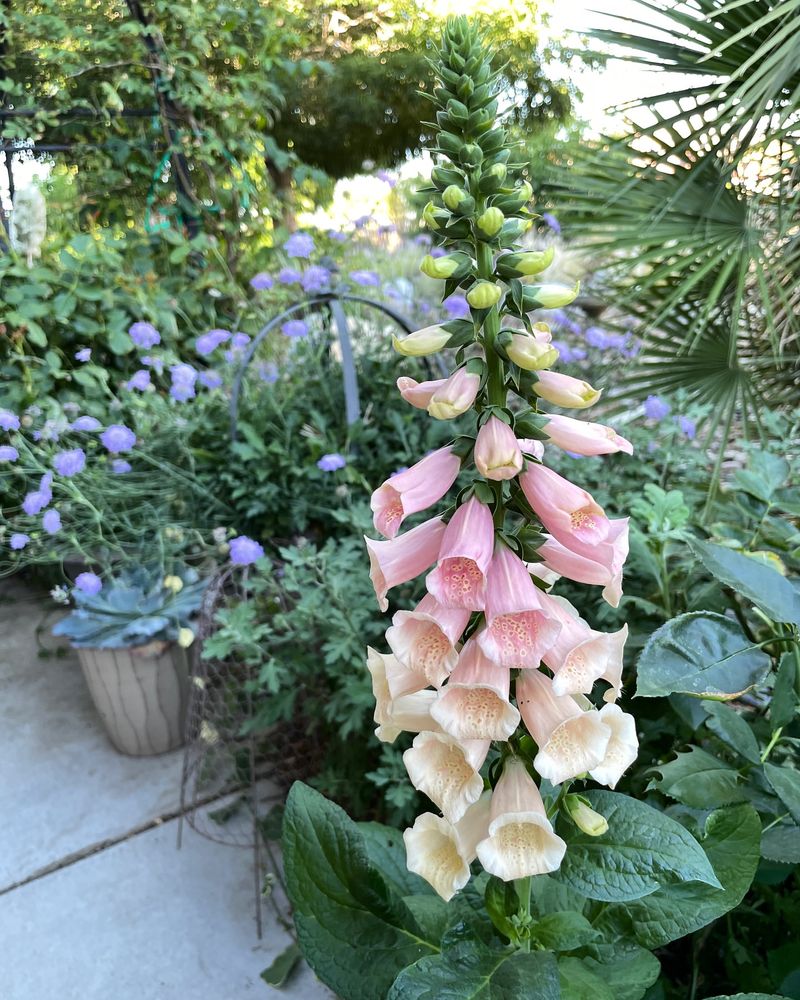 Foxglove