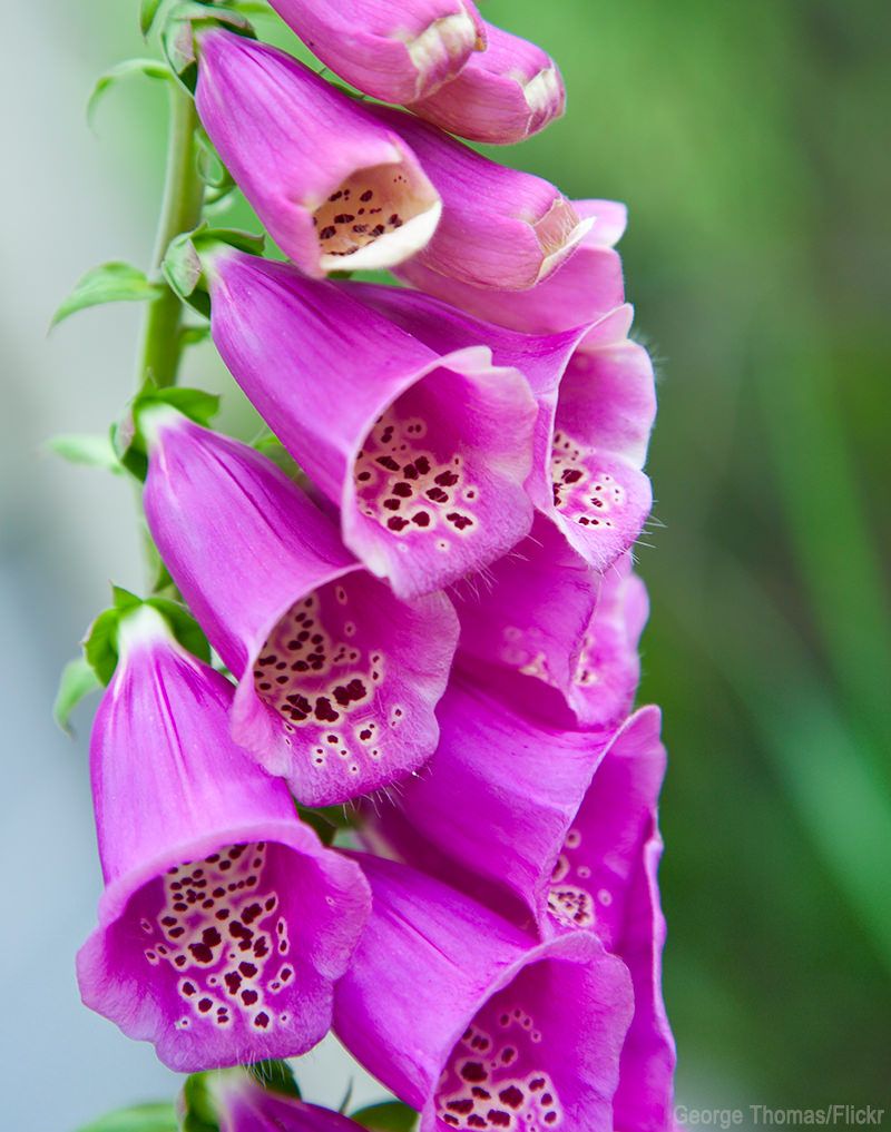 Foxglove