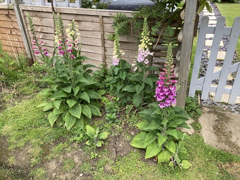 Foxglove