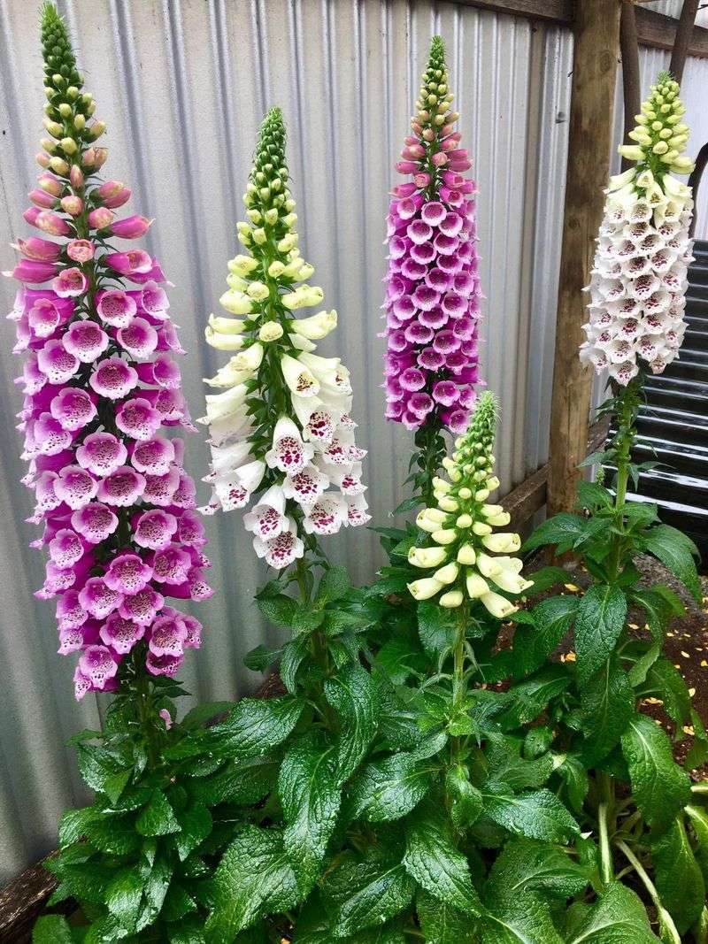 Foxglove