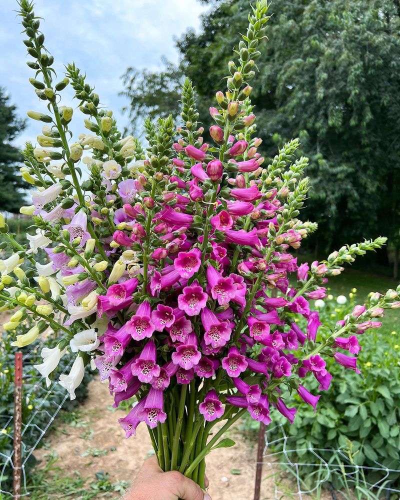 Foxglove