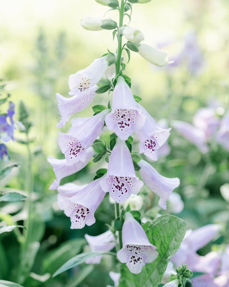 Foxglove