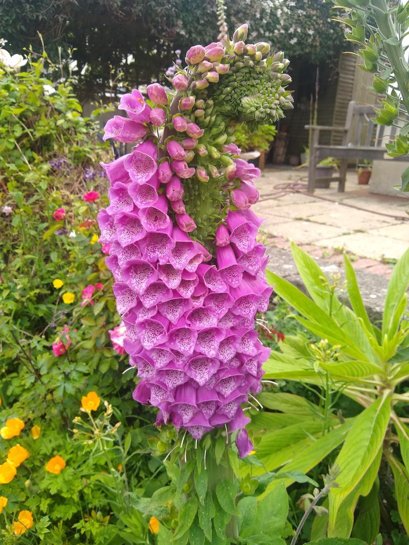 Foxglove