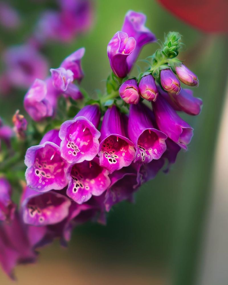 Foxglove (Digitalis purpurea)