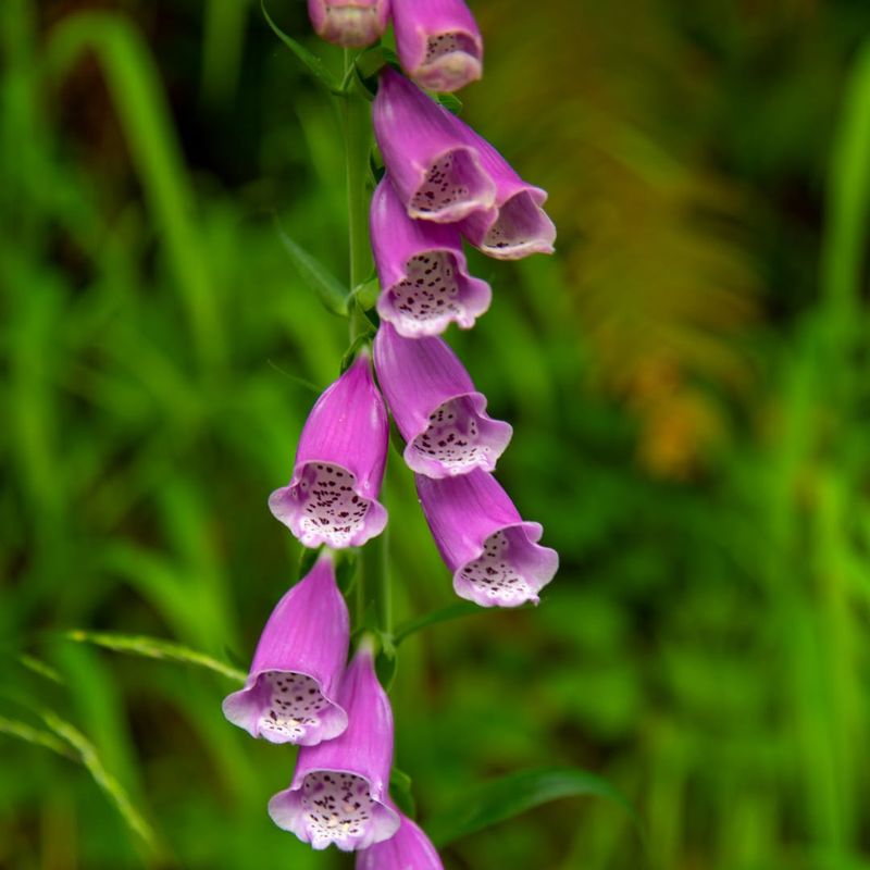 Foxglove (Digitalis purpurea)