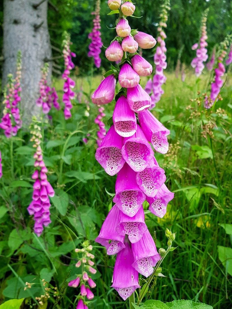 Foxglove Fantasy