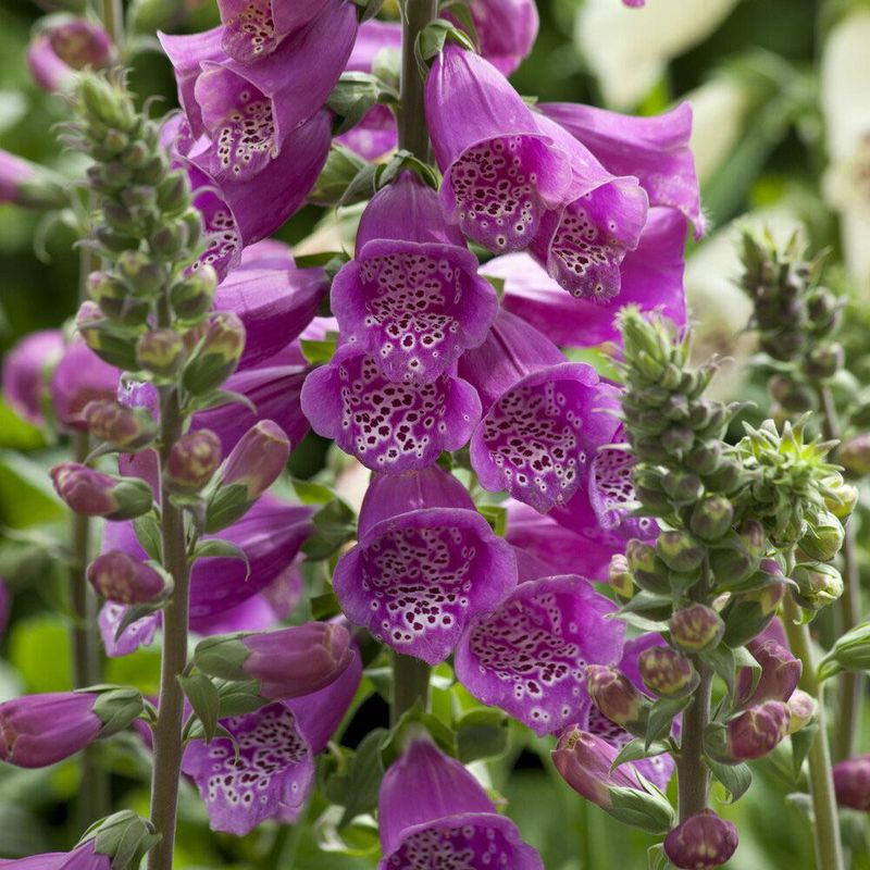 Foxgloves