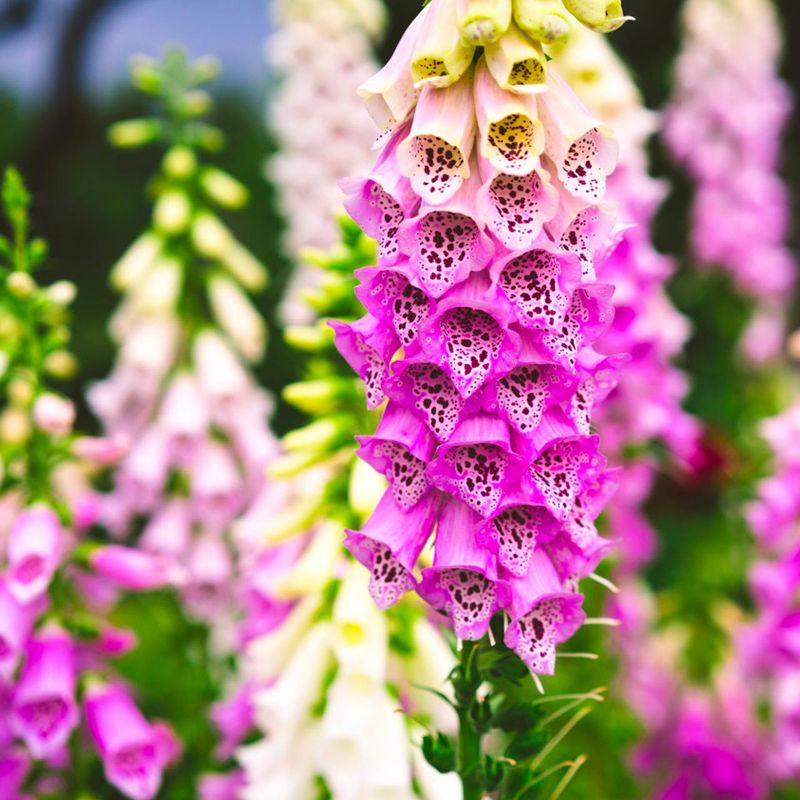 Foxgloves