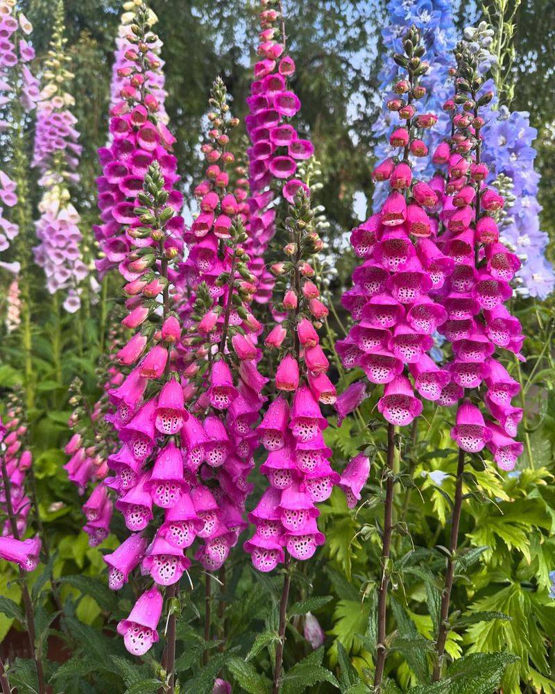 Foxgloves