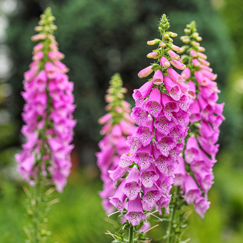 Foxgloves