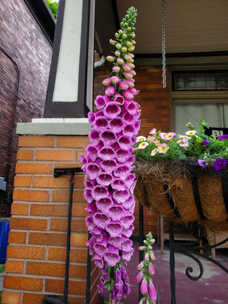 Foxgloves