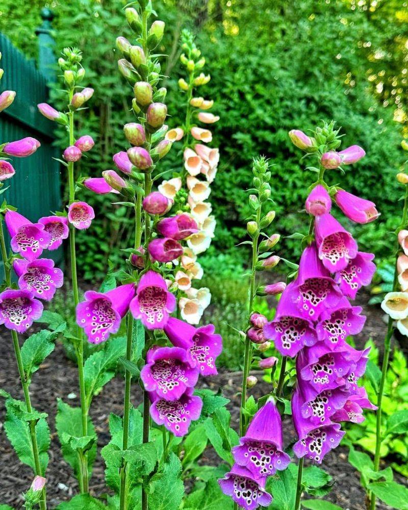 Foxgloves