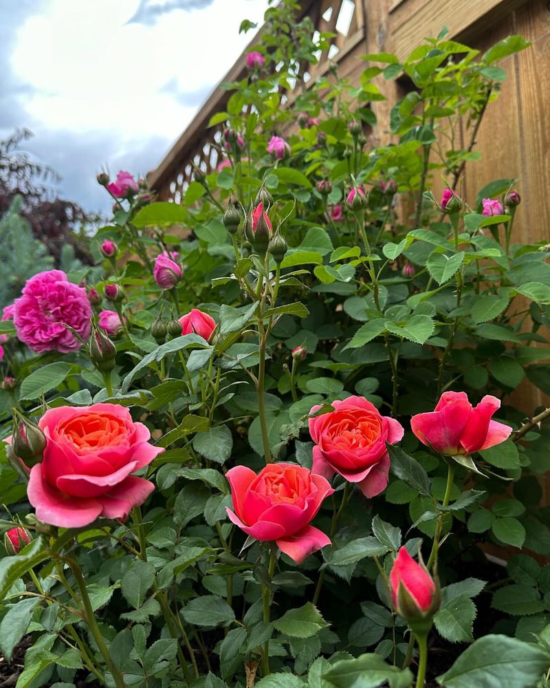 Fragrant Rose Corner