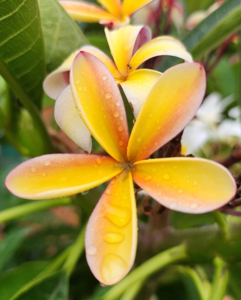 Frangipani