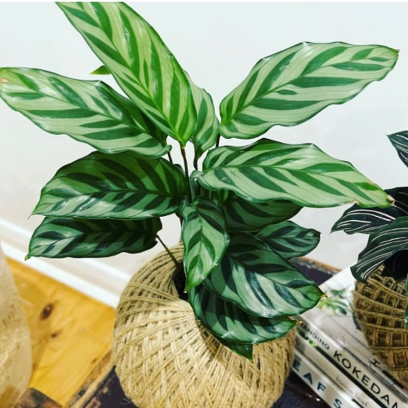 Freddie Calathea