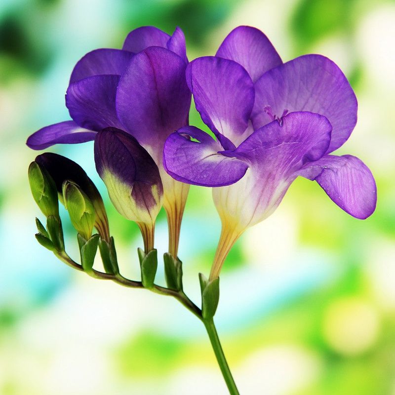 Freesia