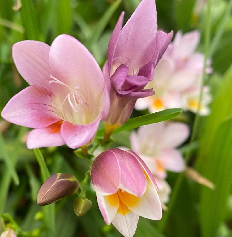 Freesia