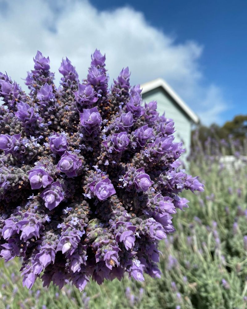 French Lavender