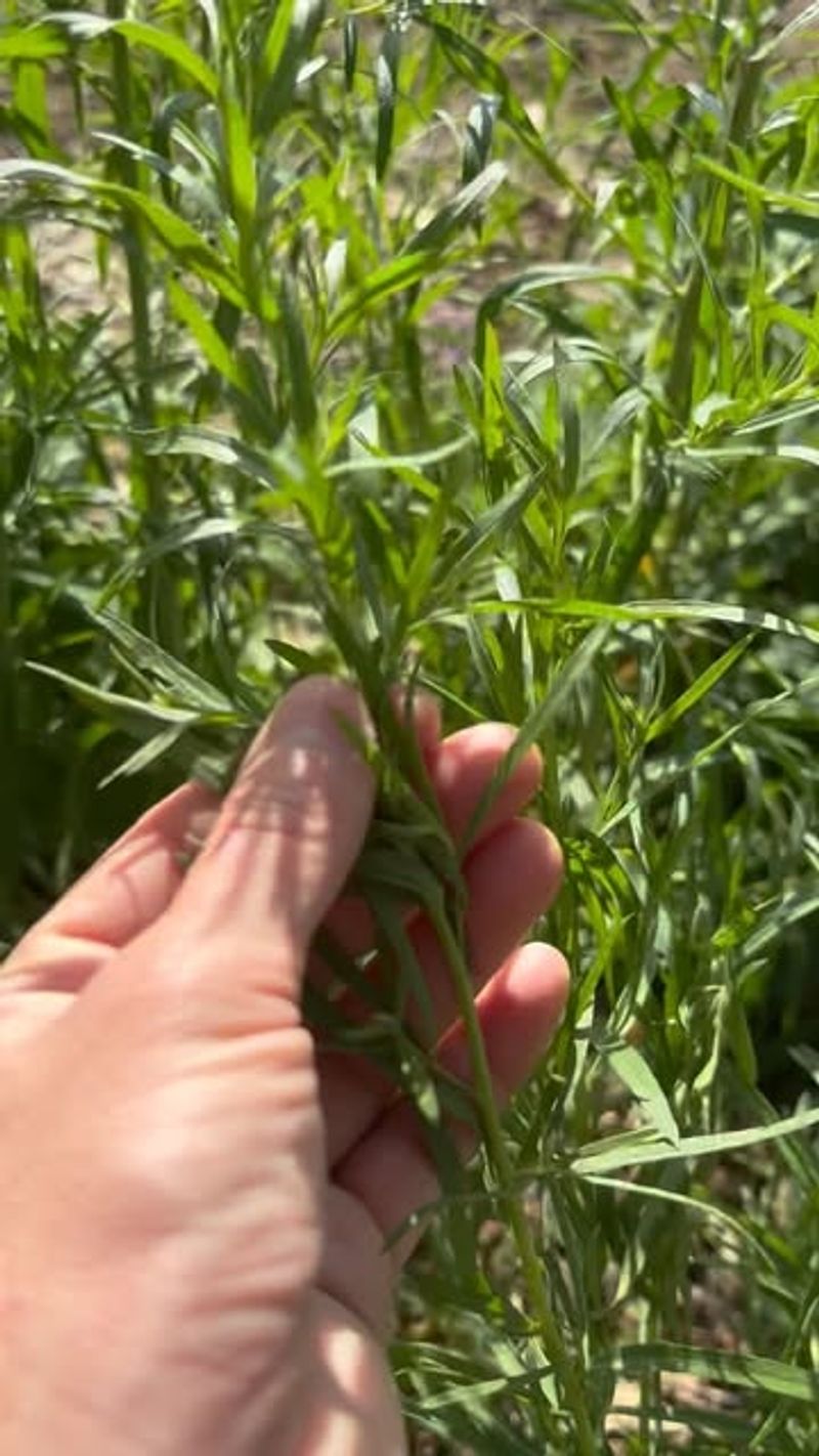 French Tarragon