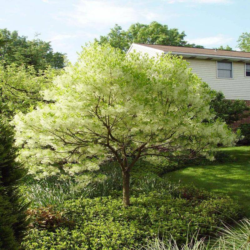 Fringe Tree