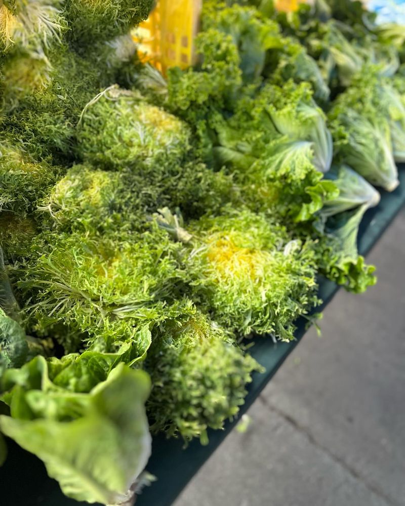 Frisée Lettuce