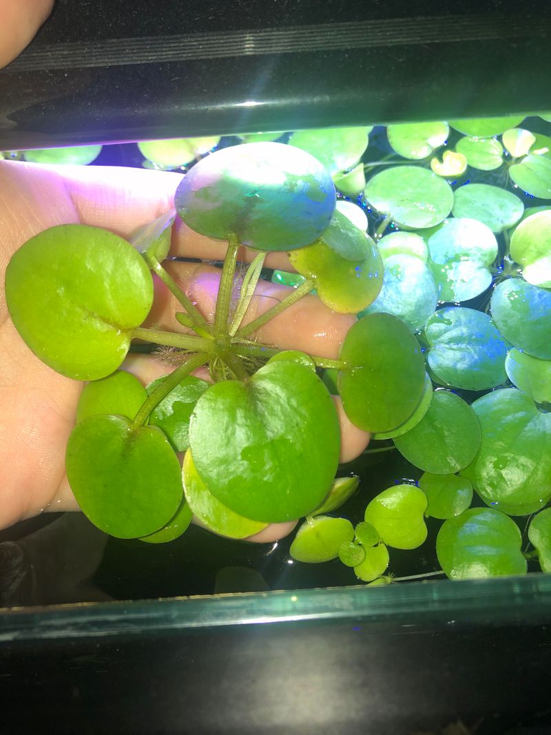 Frogbit