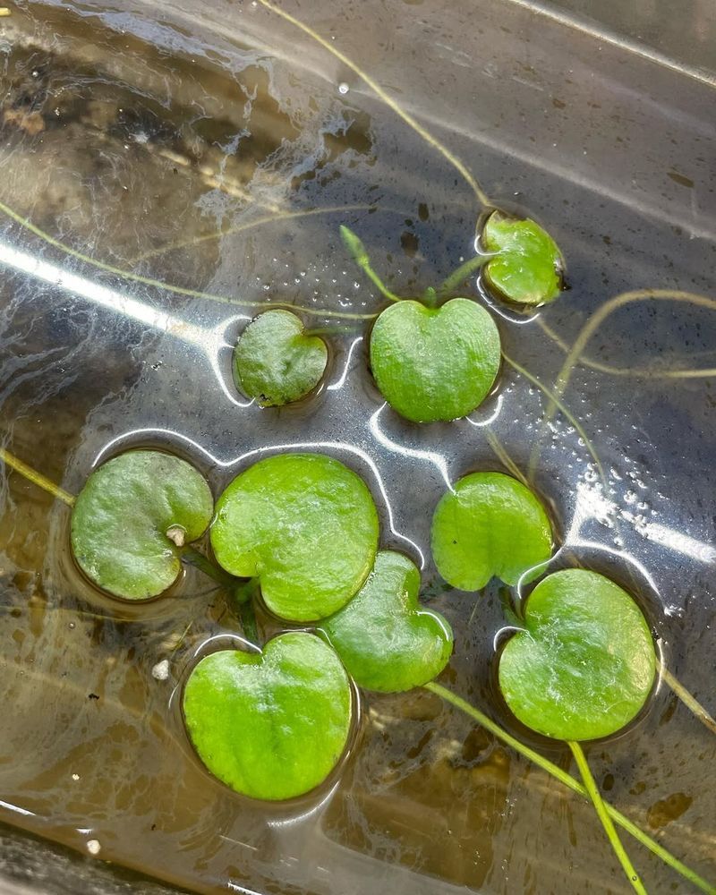 Frogbit