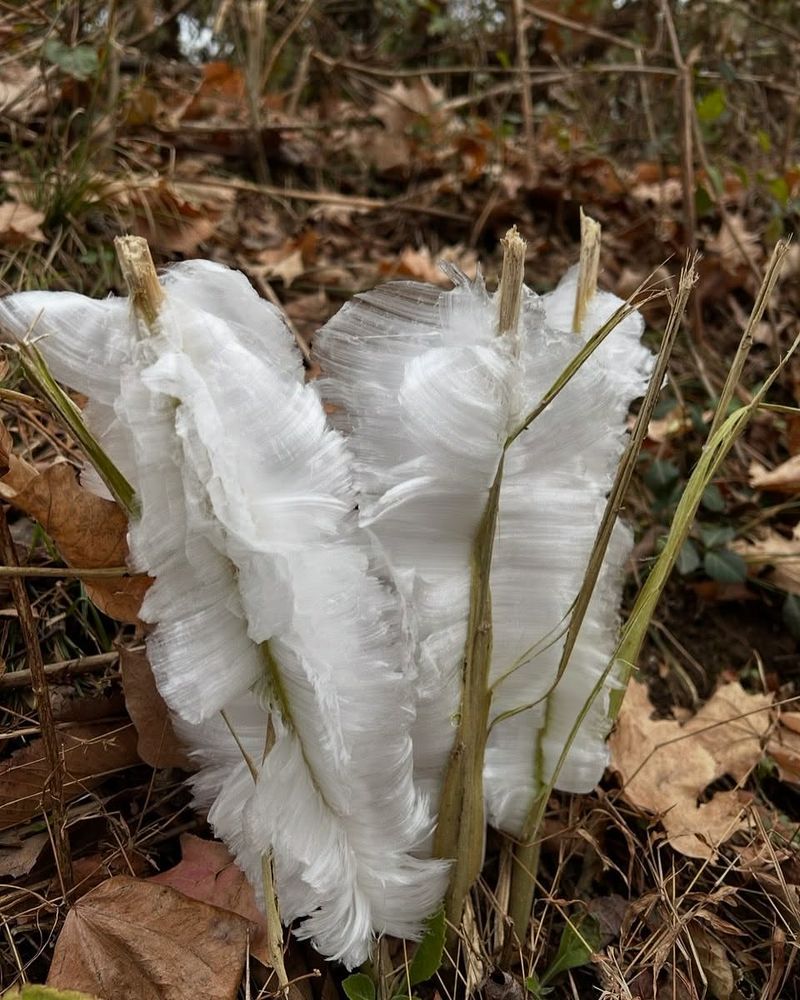 Frostweed