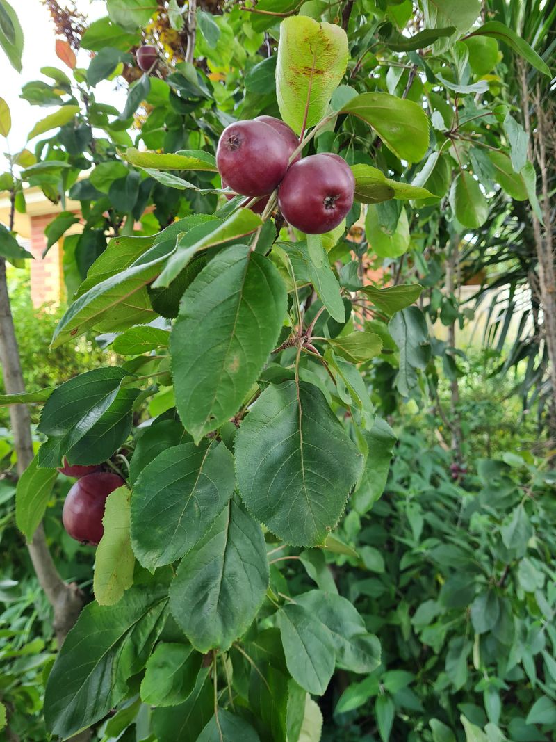 Fruit Tree Nourishment