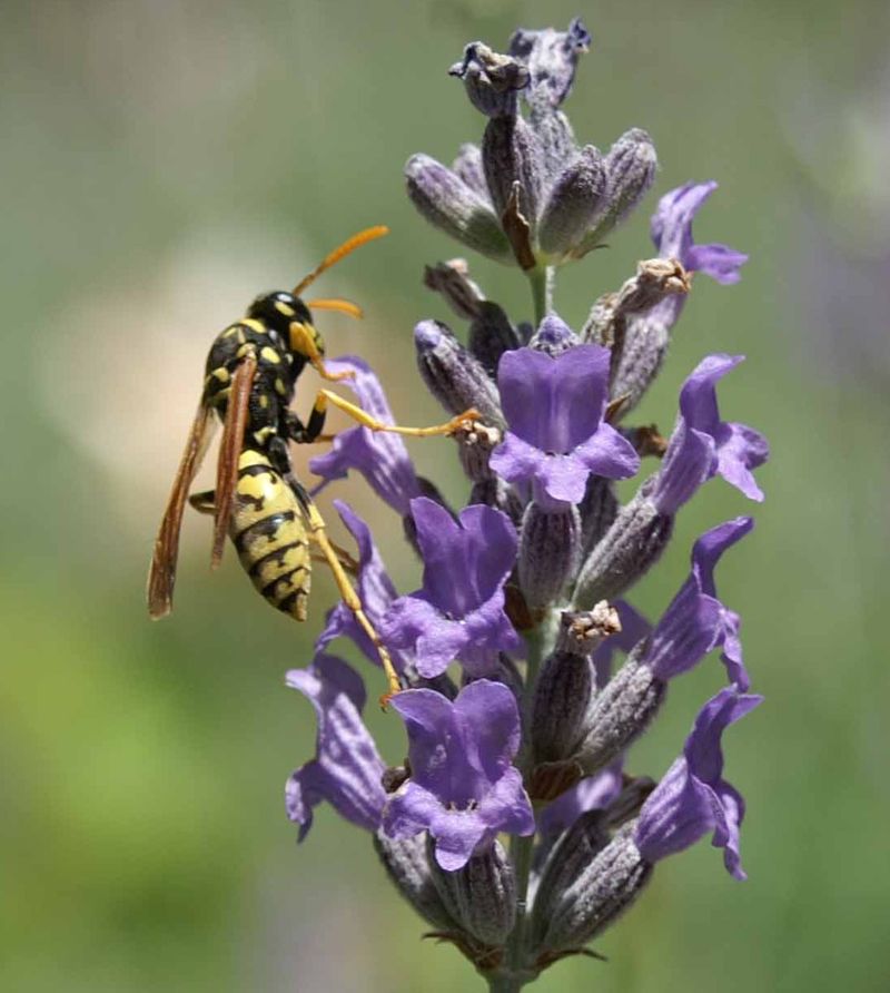 Lavender