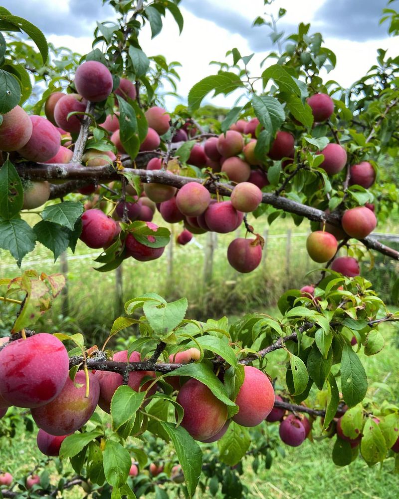 Fruit Trees