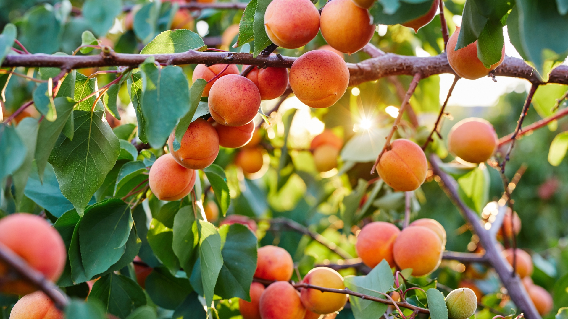 apricot fruit tree