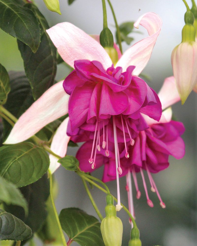 Fuchsia