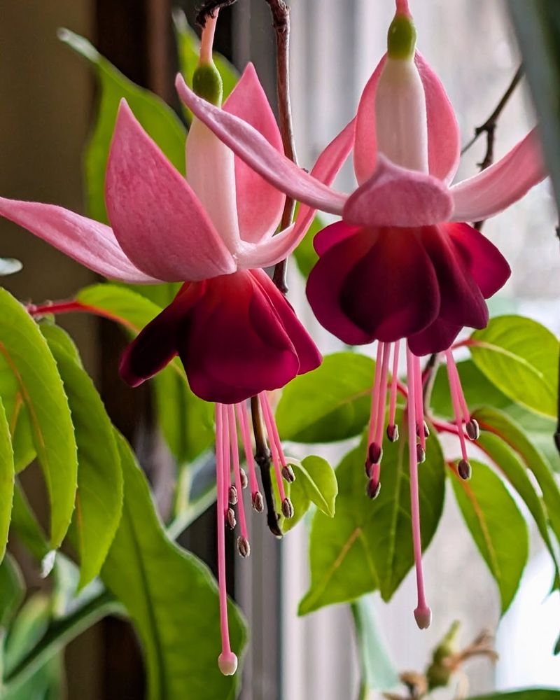 Fuchsia