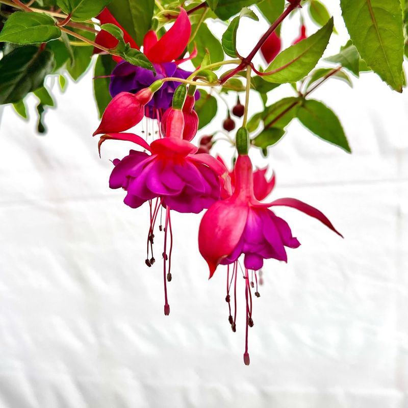 Fuchsia