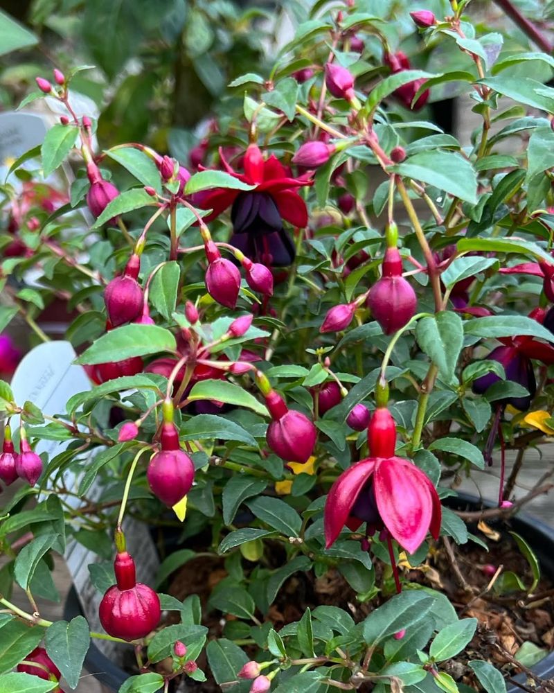 Fuchsia Berry