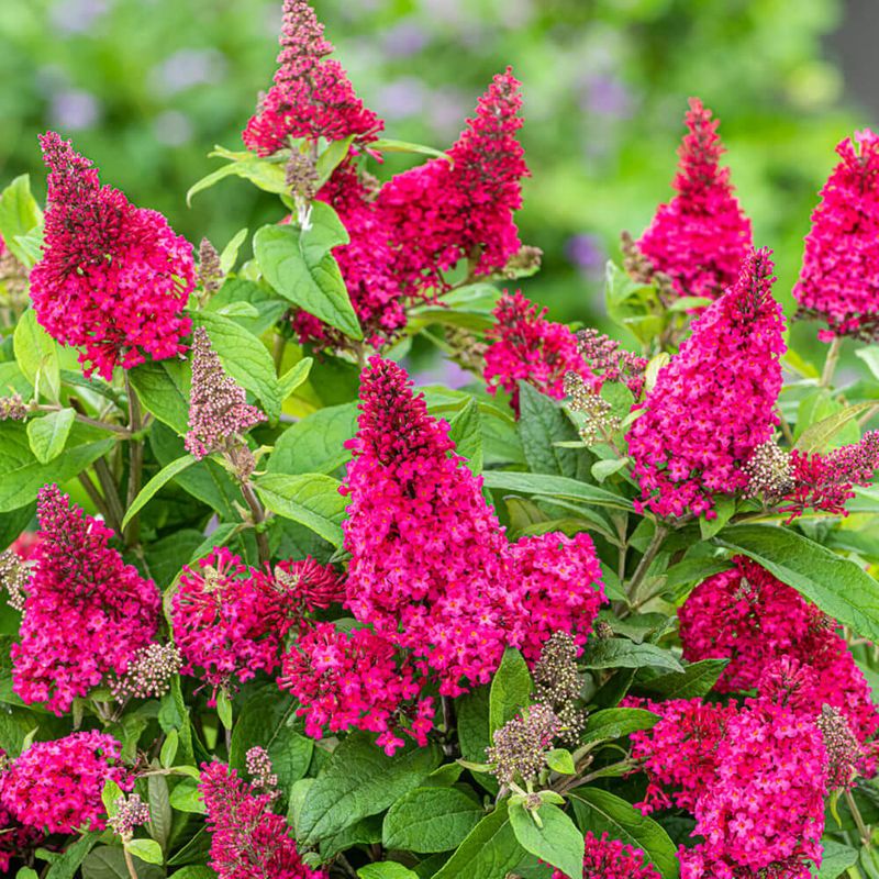 Butterfly Bush (Buddleja)