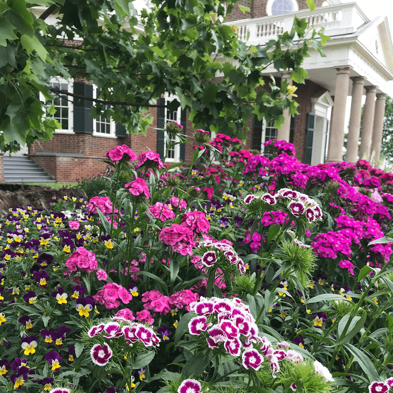 Sweet William (Dianthus barbatus)