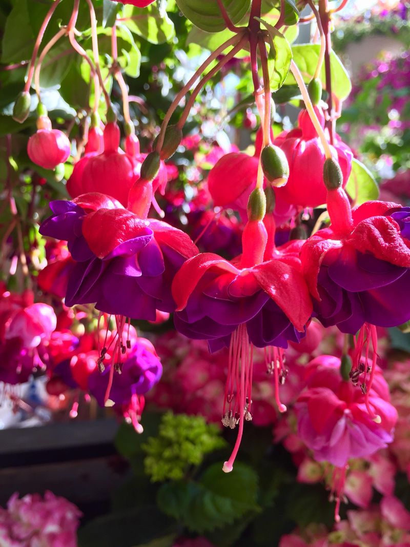 Fuchsias