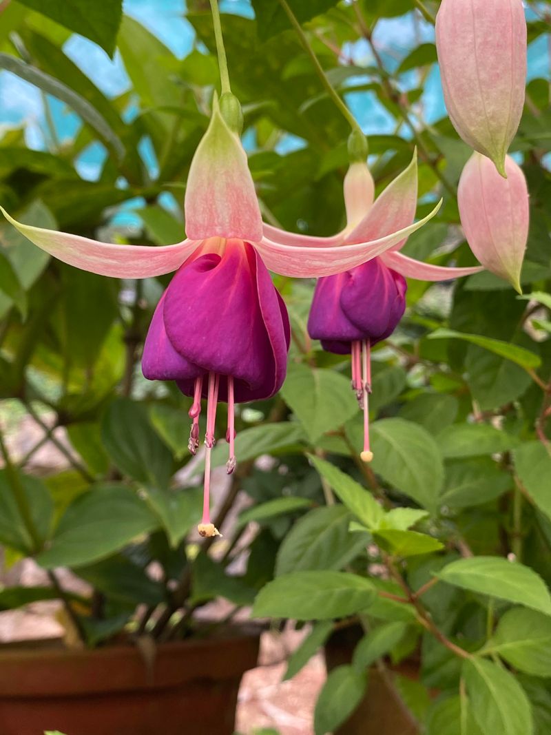 Fuchsias