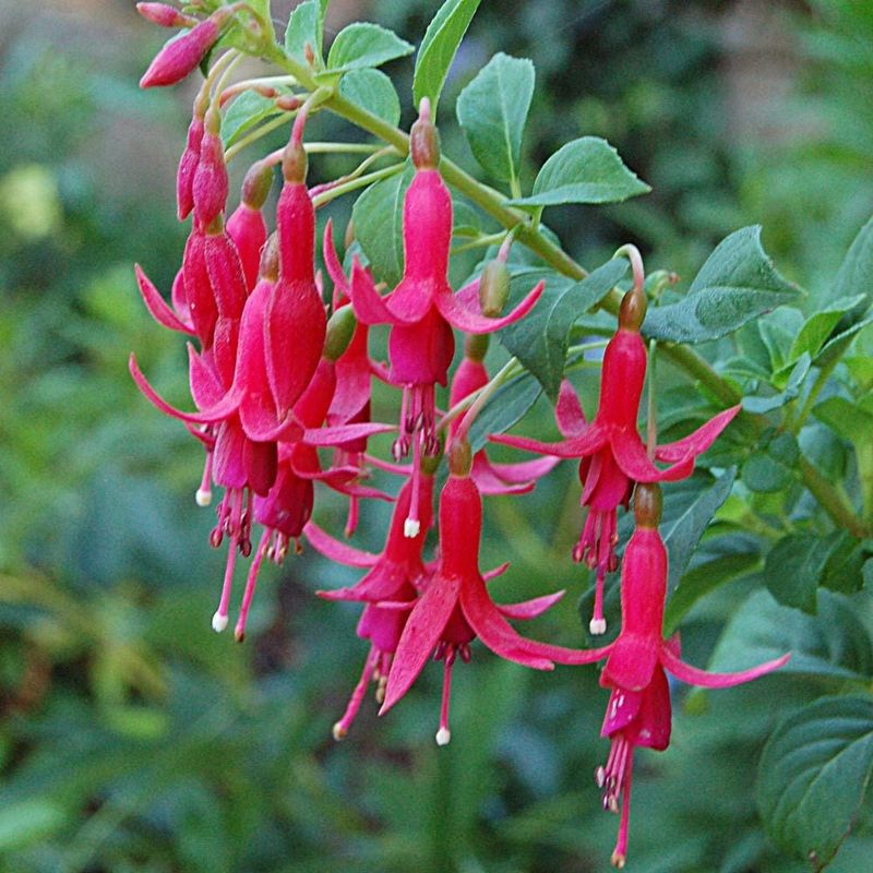 Fuchsias