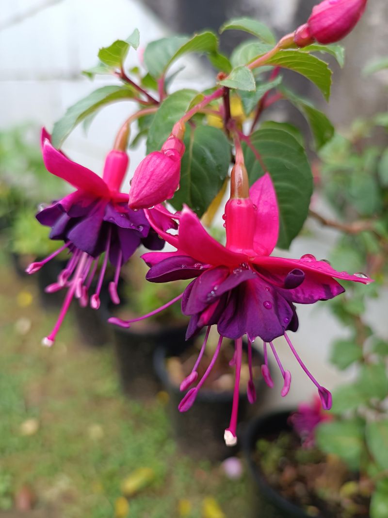 Fuchsias