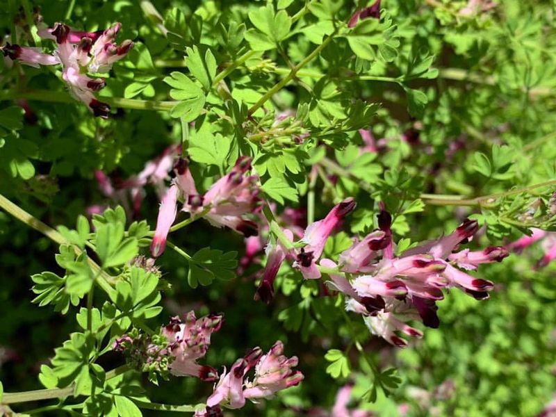 Fumitory