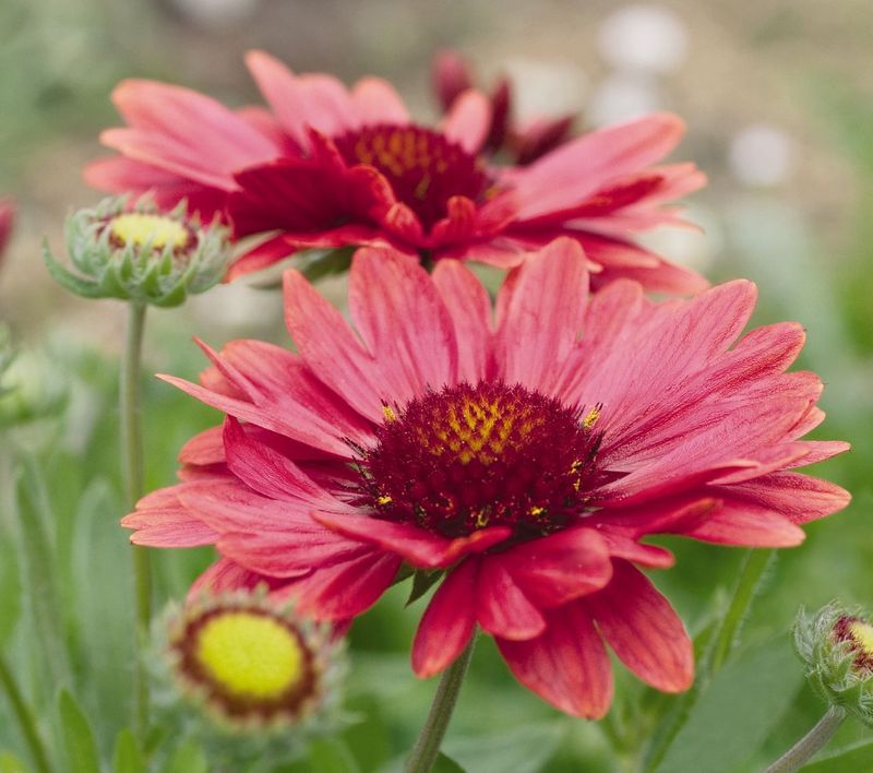 Gaillardia