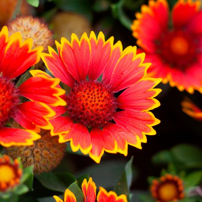 Gaillardia