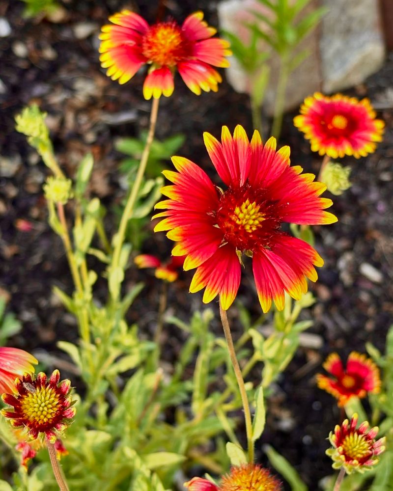 Gaillardia