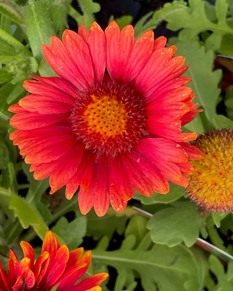 Gaillardia