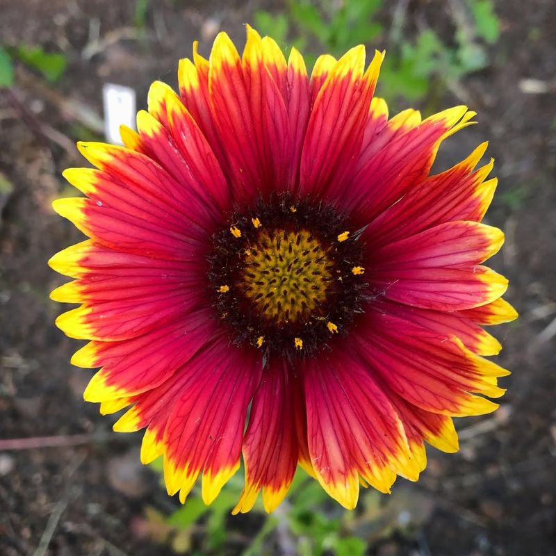 Gaillardia