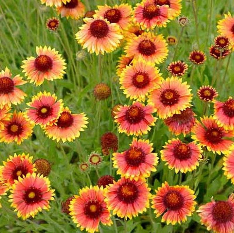 Gaillardia Glory