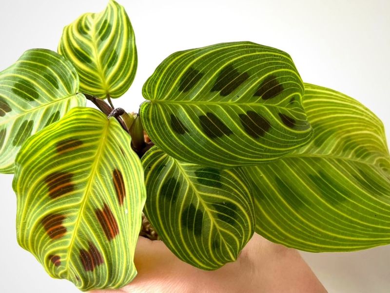 Galaxy Glow Maranta